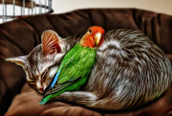 Рисунки кошка и попугай (38 фото)