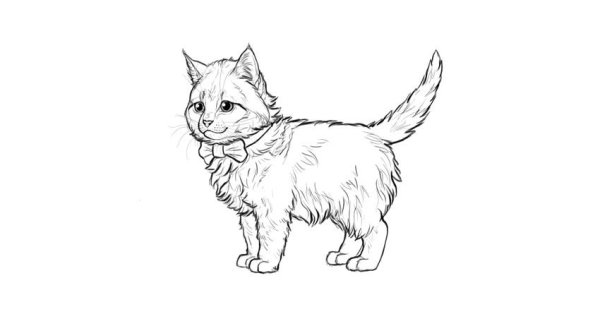 Рисунки кошка мэйкун (45 фото)