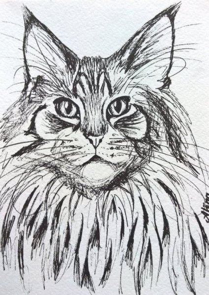 Рисунки кошка мейн кун (45 фото)