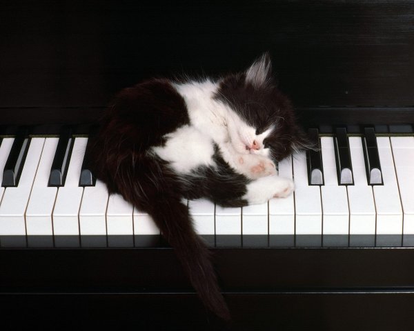 Рисунки кошка на рояле (40 фото)