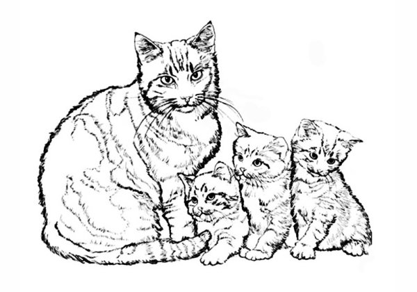 Рисунки кошка с тремя котятами (41 фото)