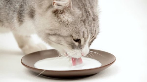 Рисунки кошки пьющей молоко (38 фото)