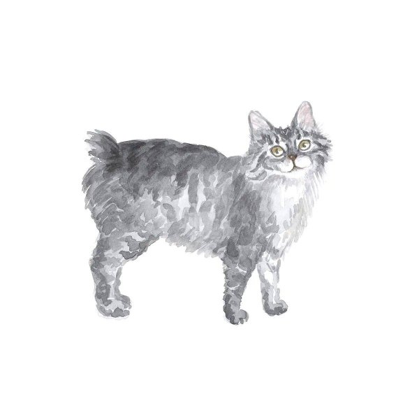 Рисунки кот бобтейл (38 фото)