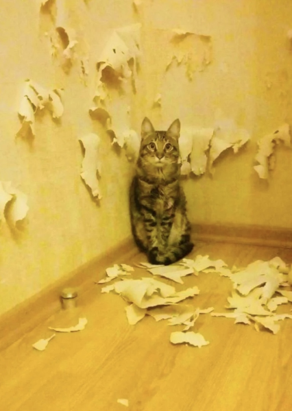 Рисунки кот дерет стену (42 фото)