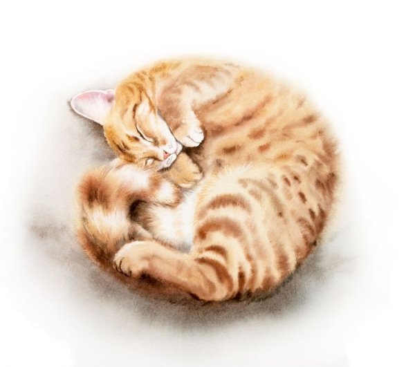 Рисунки кот калачиком (43 фото)
