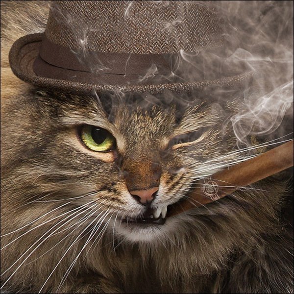 Рисунки кот курит сигарету (40 фото)