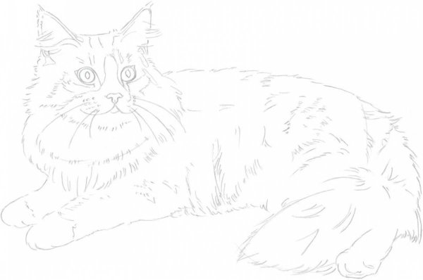 Рисунки кот мэйкун (45 фото)