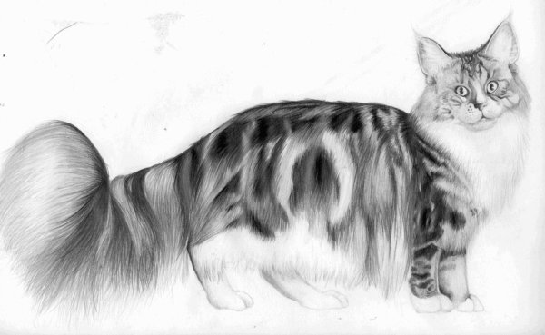 Рисунки кот мейн кун (45 фото)