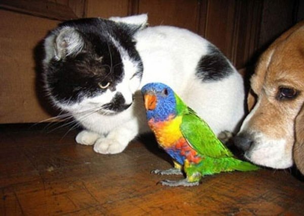 Рисунки кот собака и попугай (36 фото)