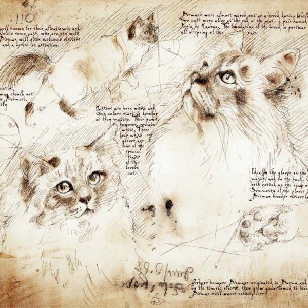 Рисунки кота леонардо да винчи (45 фото)