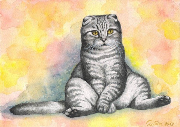 Рисунки котик британец (39 фото)
