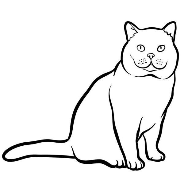 Рисунки котик британский (40 фото)