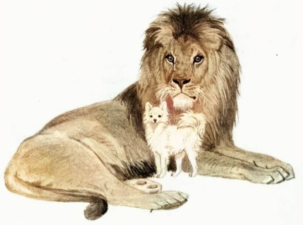 Рисунки лев и собачка лев николаевич толстой (37 фото)