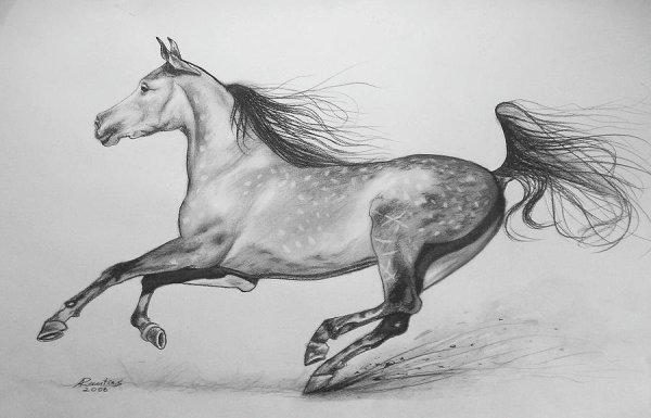 Рисунки лошадь галоп (36 фото)