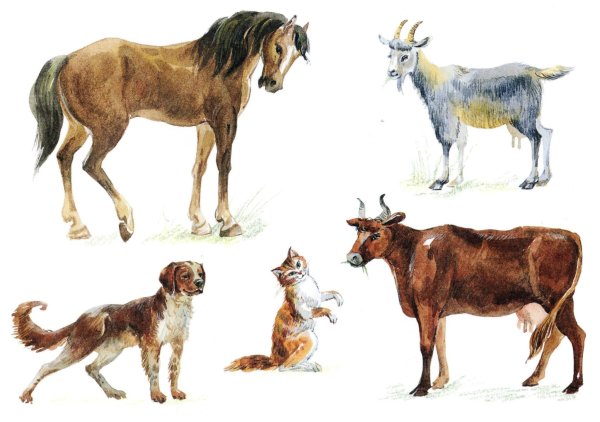 Рисунки лошадь и коза (28 фото)