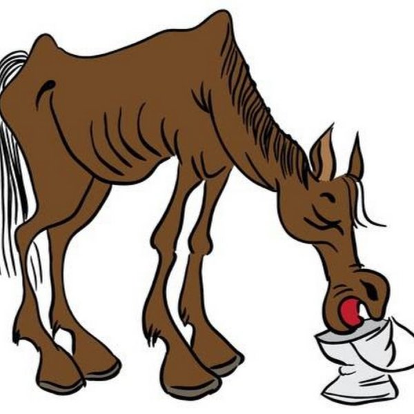 Рисунки лошадь пьет воду (36 фото)