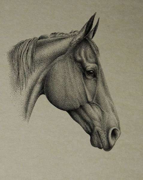 Рисунки лошади в профиль (40 фото)