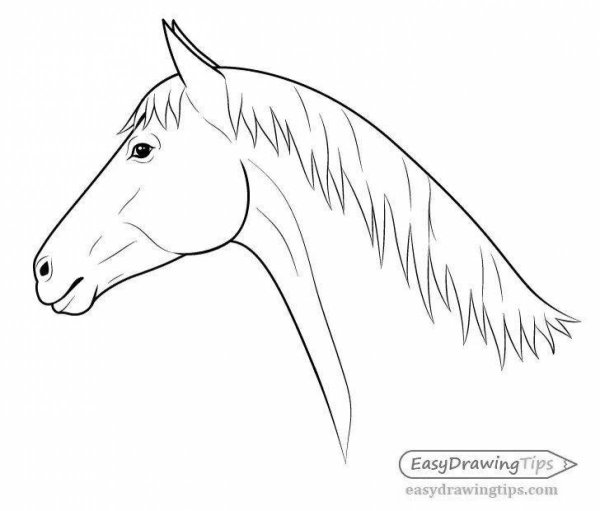 Рисунки мордочка лошадь (40 фото)