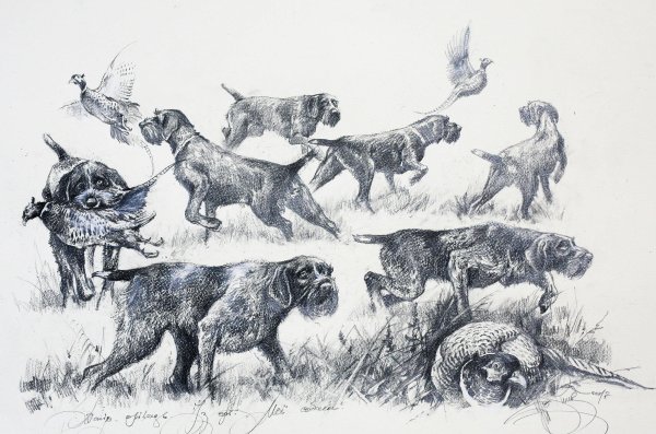 Рисунки охотничья собака (43 фото)