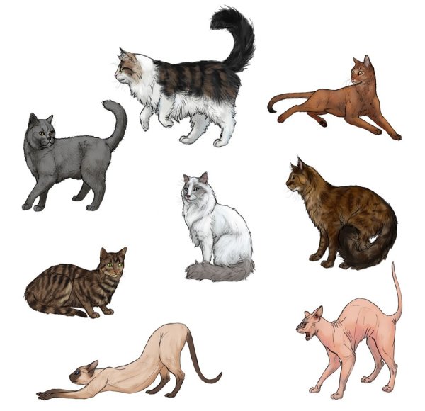 Рисунки породы котов (36 фото)