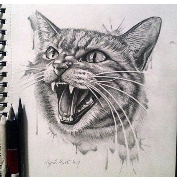 Рисунки рычащий кот (35 фото)
