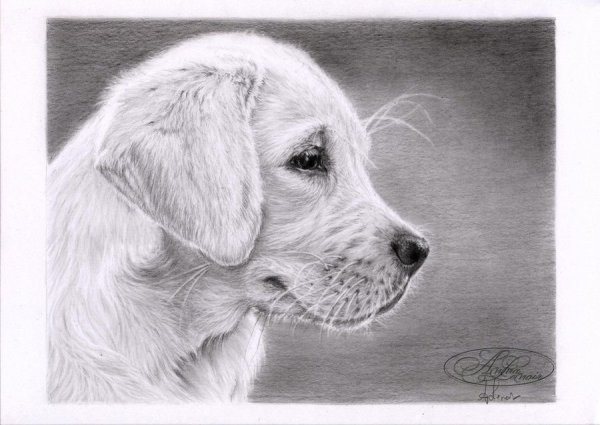 Рисунки серая собака (41 фото)