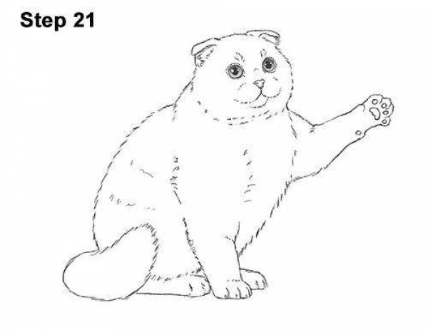 Рисунки шотландский котенок (37 фото)
