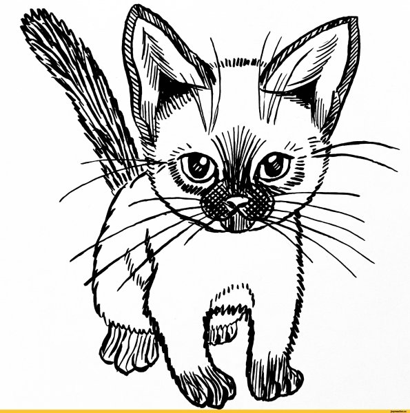 Рисунки сиамский котенок (45 фото)
