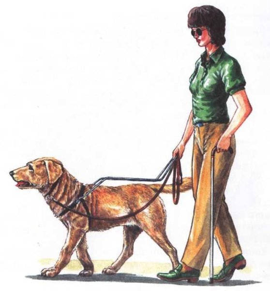 Рисунки слепой с собакой поводырем (34 фото)