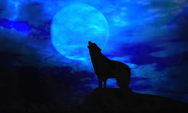 Собака на фоне Луны