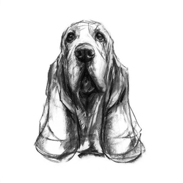 Зарисовки животных собак
