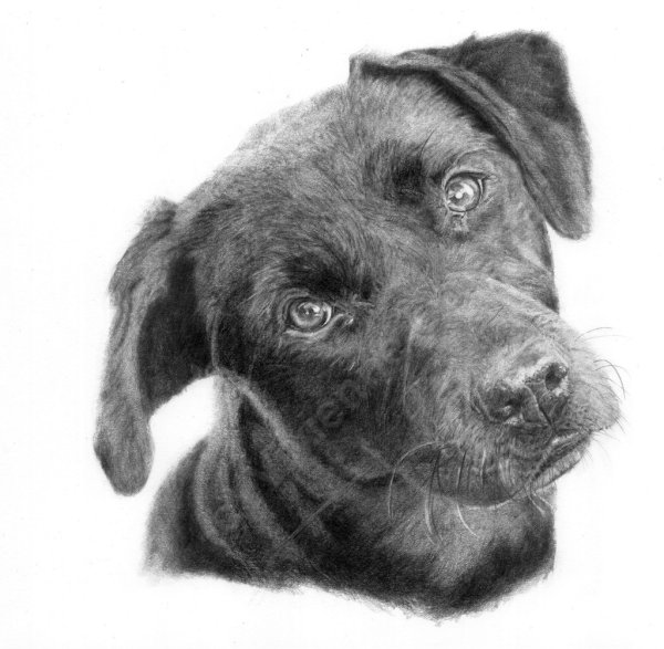 Рисунки собака дворняга (43 фото)