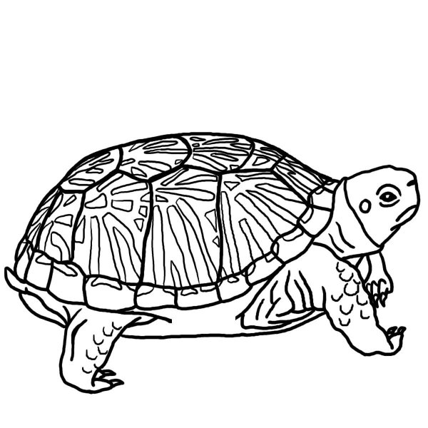 Рисунки собака и черепаха (38 фото)