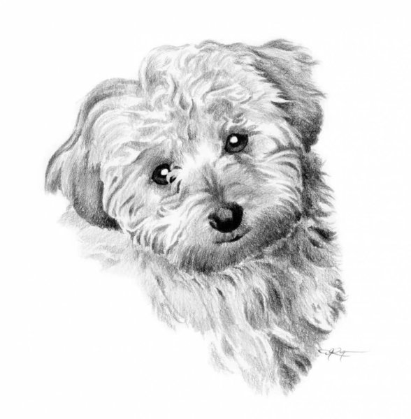 Рисунки собака мальтийская болонка (42 фото)