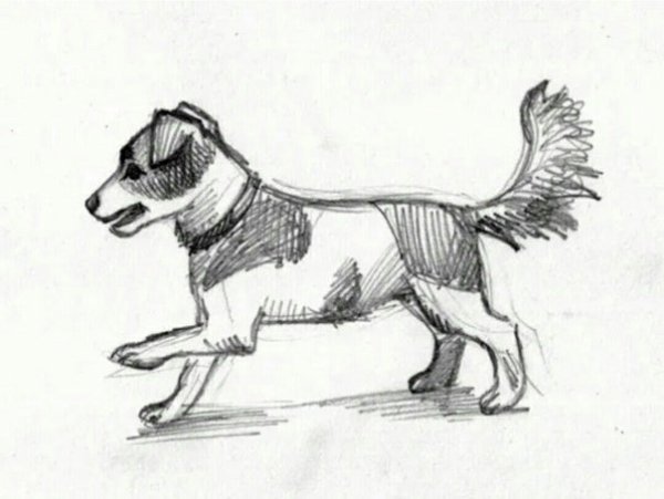 Рисунки собака муму (41 фото)