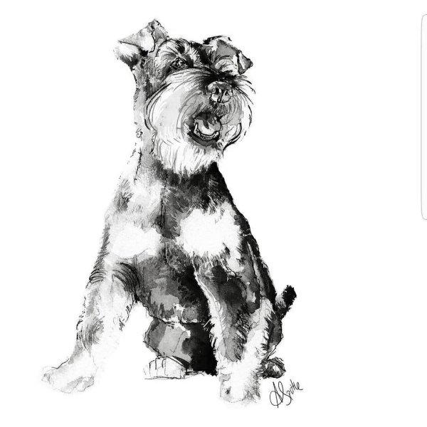 Рисунки собака ризеншнауцер (43 фото)