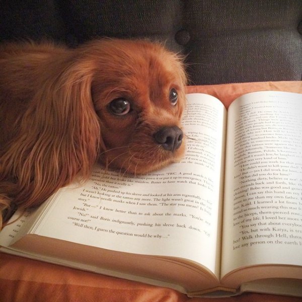 Рисунки собака с книгой (38 фото)