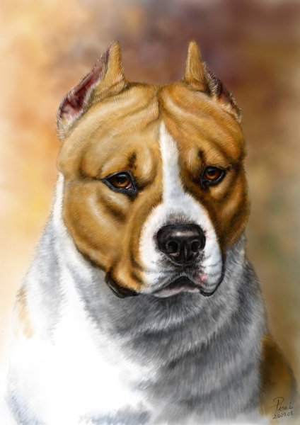 Рисунки собака стаффордширский терьер (38 фото)