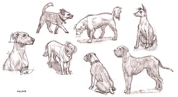 Рисунки собака в профиль сидит (36 фото)