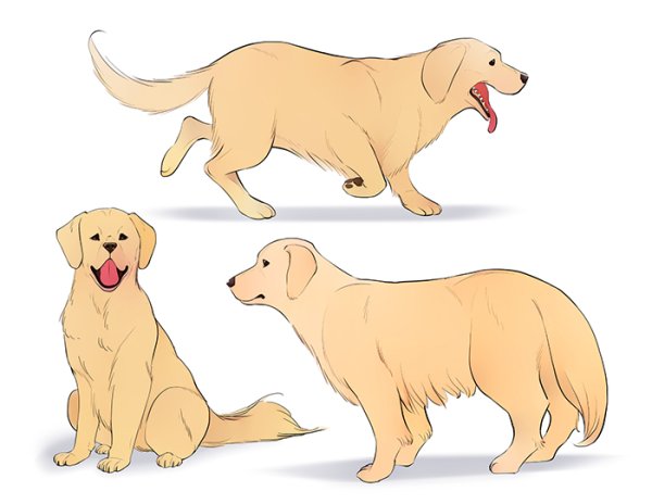 Рисунки собака золотистый ретривер (42 фото)