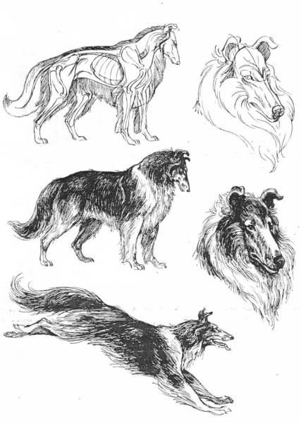 Рисунки собаки колли (44 фото)