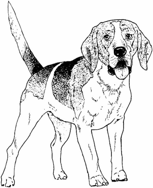 Рисунки собаки охотничьих пород (45 фото)