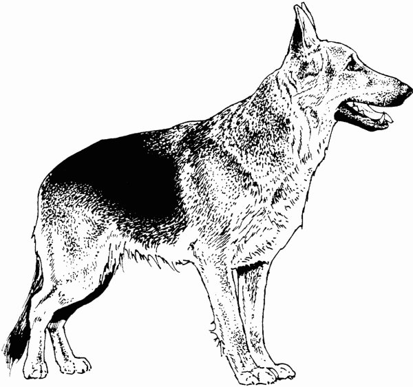 Рисунки собаки породы овчарка (40 фото)