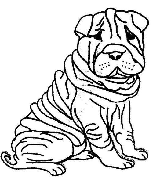 Рисунки собаки шарпея (44 фото)