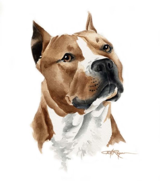 Рисунки собаки стафф (40 фото)