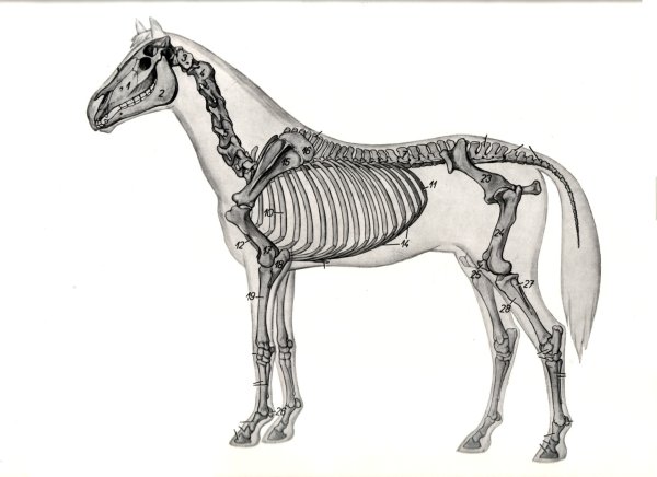 Рисунки спина лошади (39 фото)