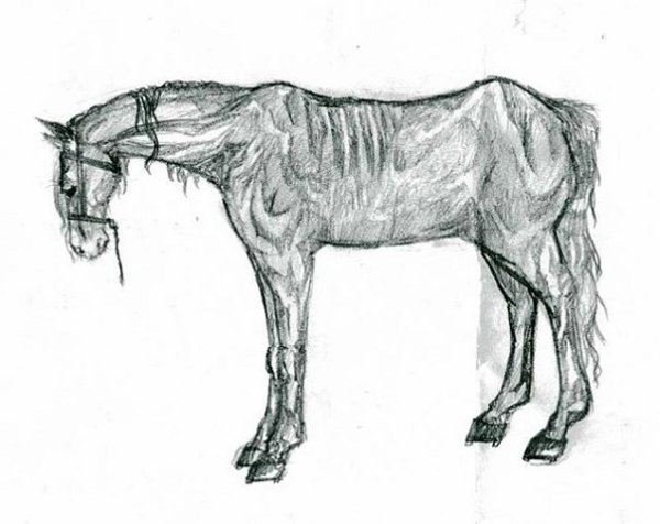 Рисунки старая лошадь (41 фото)