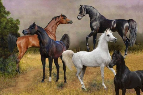Рисунки троица лошадей (39 фото)