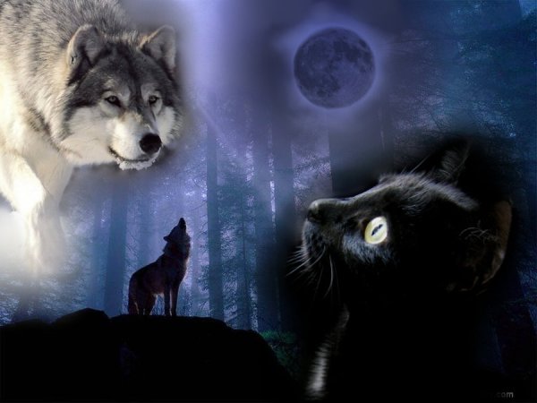 Рисунки волк и котенок (43 фото)
