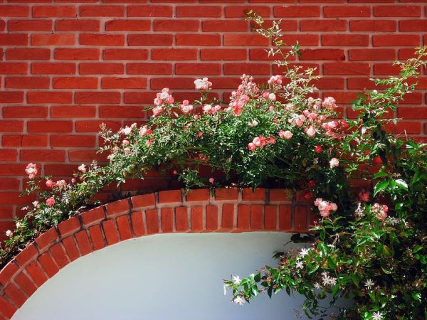 Розы на фоне кирпичной стены (35 фото)